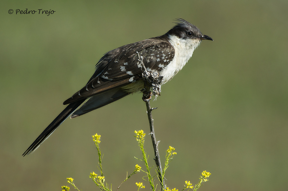 Críalo (Clamator glandarius)